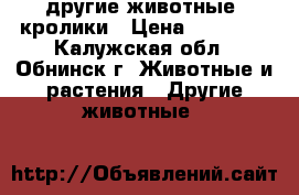 другие животные :кролики › Цена ­ 15 000 - Калужская обл., Обнинск г. Животные и растения » Другие животные   